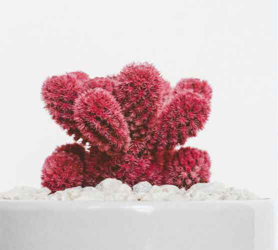 激活码发卡的云呼免费网络电话