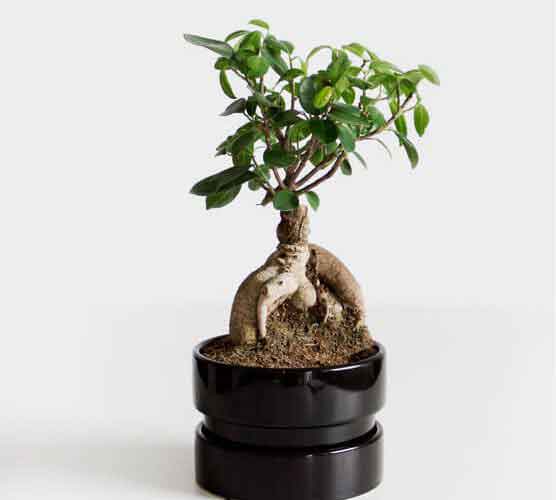 轰炸手机短信软件