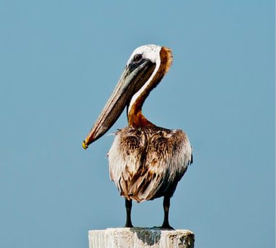 修复版稳定的在线电话轰炸