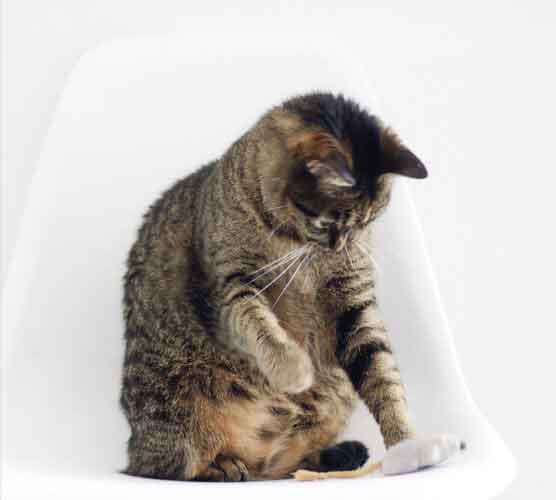 批发渠道直销的免费电话短信轰炸机